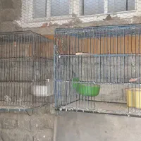 قفس قناری و سره