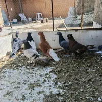 ماده بهبهانی|پرنده|شیراز, کوزه گری|دیوار