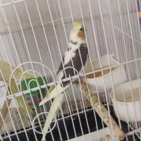 عروس هلندی