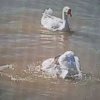 تخم اردک وقوغاز ایرانی و خارجی