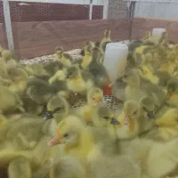 جوجه