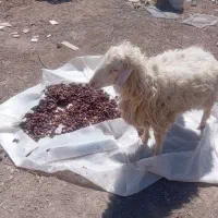 فروش گوسفند