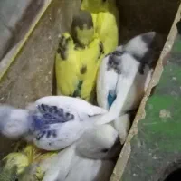 مرغ عشق با جوجه وتخم|پرنده|الوند, |دیوار