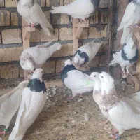 طوقی|پرنده|باغ بهادران, |دیوار