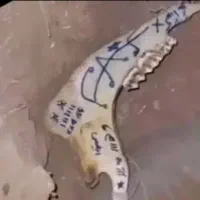 دعا نویس|خدمات پذیرایی، مراسم|شیراز, محمودیه|دیوار