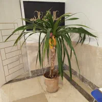 گل زیبا اگر مشتری باشید یک تخفیف اساسی هم داره