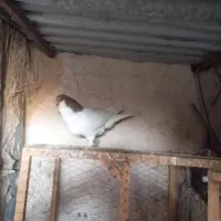 کفتر خال سرخ یالدار نر