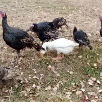 بوگلمو|حیوانات مزرعه|ماکو, |دیوار