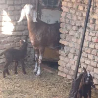 بز پاکستانی|حیوانات مزرعه|اردکان, |دیوار