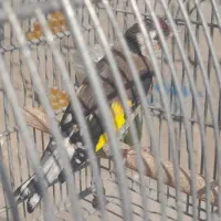 سهره دورگ سرسیاه