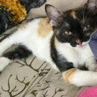 واگذاری گربه شیطون کاملا خانگی|گربه|تهران, لویزان|دیوار