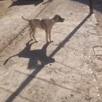 سگگ|سگ|شاهرود, |دیوار