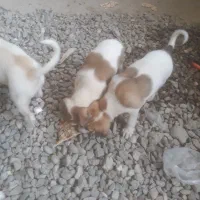 توله سگ سه ماهه