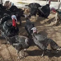 بوقلمون برنز