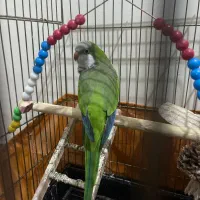 راهب سخنگو‌ نر