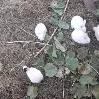 جفت ۱۵۰۰۰۰|موش و خرگوش|خان ببین, |دیوار