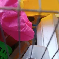 ۲ عدد قفس پرنده همراه با وسایلش|لوازم جانبی حیوانات|بندر ماهشهر, |دیوار