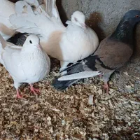 کفتر|پرنده|قرق, |دیوار