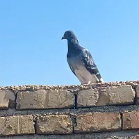 4عدد کبوتر معاوضه با عروس هلندی و مرغ عشق|پرنده|فیروزآباد (فارس), |دیوار