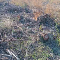 درخت|گل و گیاه طبیعی|گنبد کاووس, |دیوار