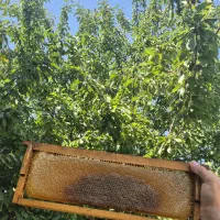 عسل طبیعی قوزلو، بره موم، گرده گل