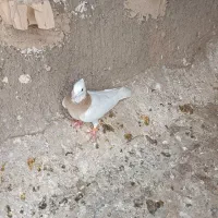 گرفتنی|پرنده|فیروزه, |دیوار