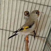 ماده سهره کار داده|پرنده|کرمان, |دیوار