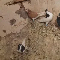 چهارتا شهری ویالی سیاه