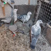 کبوتر المانی کرمونی|پرنده|مشهد, سجادیه|دیوار