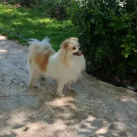 واگذاری رایگان نیست فروشیه