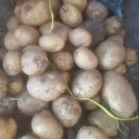 400کیلو سیب زمینی فروش