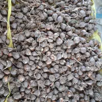 پیاز درشت گل نرگس