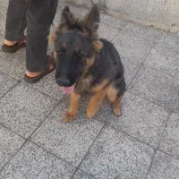 سگ ژرمن پنج ماهگی