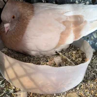 انواع کبوتر فقط همین عکس راو دارم