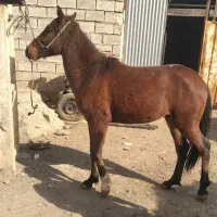 کره اسب|اسب و تجهیزات اسب‌سواری|بروجرد, |دیوار