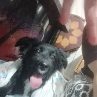 چیتزو تربیت شده