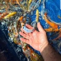 فروش ویژه ماهی کوی ژاپنی