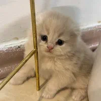 گربه اسکاتیش انفولد