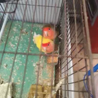 کوتوله برزیلی جفت|پرنده|قم, زنبیل آباد|دیوار