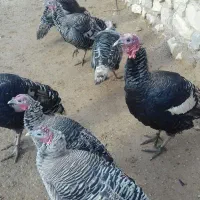 بوقلمون‌نروماده