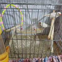 فنچ|پرنده|نسیم‌شهر, |دیوار