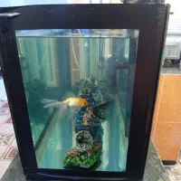 آکواریوم|ماهی|قشم, |دیوار