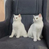 گربه|گربه|پرند, فاز ۰|دیوار