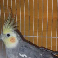 عروس هلندی