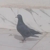 کبوتر