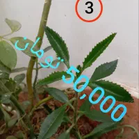 (گل و گیاه آپارتمانی )|گل و گیاه طبیعی|مشهد, سرافرازان|دیوار