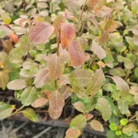 نهال و نشا آقای دکتر سعادتی|خدمات باغبانی و درختکاری|محمدشهر, محمدشهر|دیوار