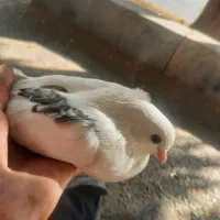 پرنده یا هر هیوان واگذاری رایگان شما را قبول