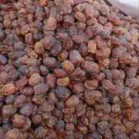 خرما مرداب سنگ. تازه|خوردنی و آشامیدنی|میلاجرد, |دیوار