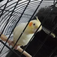 یک جفت عروس هلندی|پرنده|مشهد, کوشش|دیوار